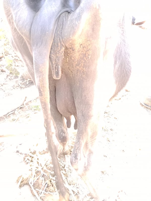 ભેંસ