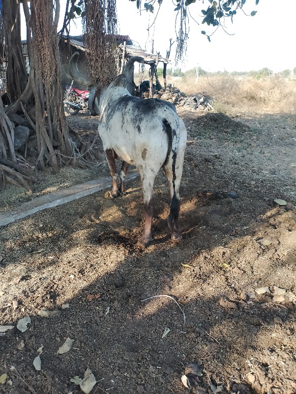 બળદ વેંચવાનો છે