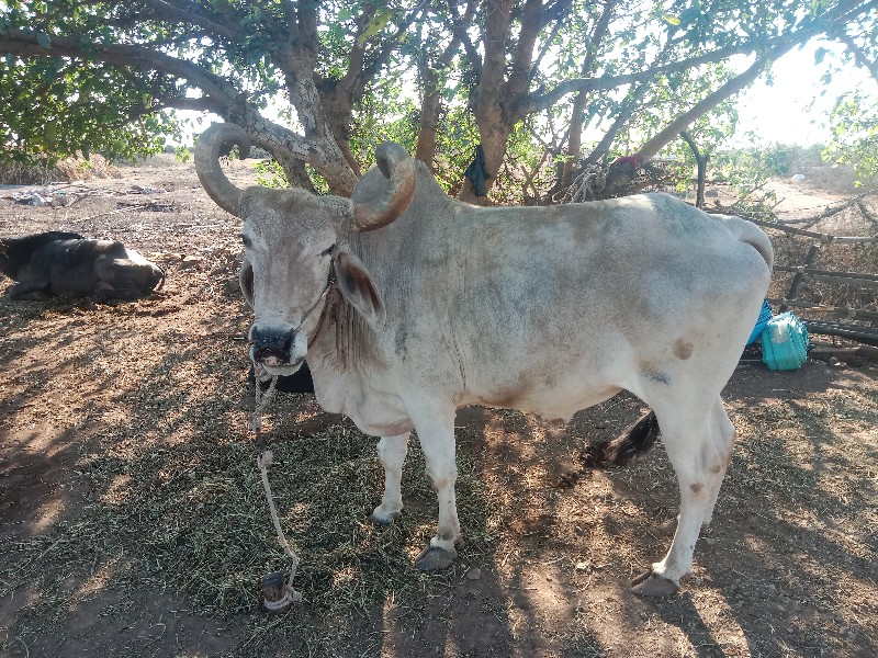 આબડદવેચવાનાછે4ધ...