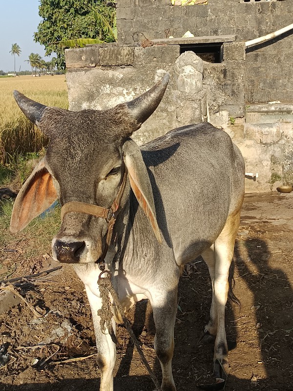 કચ્છી વાછડી વેચ...