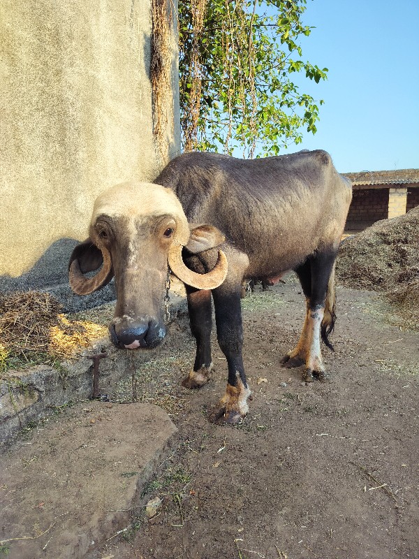 ખરેલું
