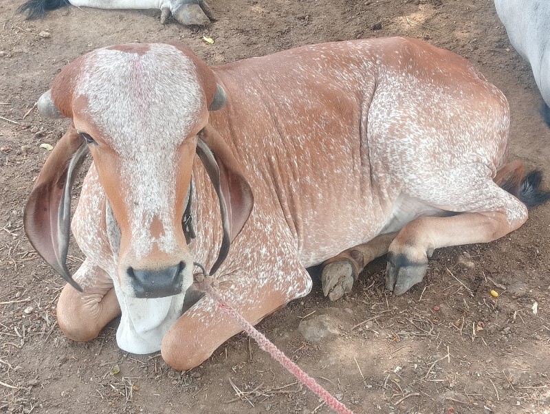 ગીર હોડકી વેચવા...