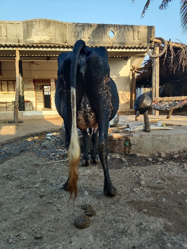 ગાઈ વેચવાની છે