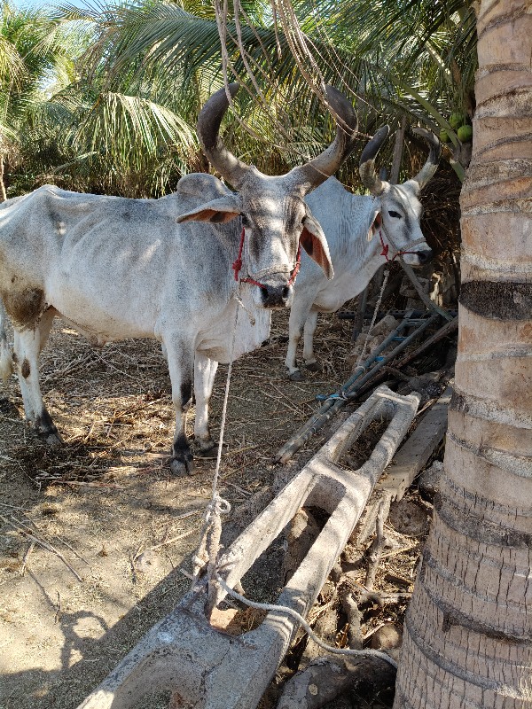 vadhiyara