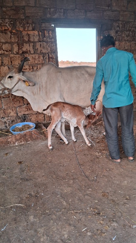 દેશી ગાય વેચવાન...