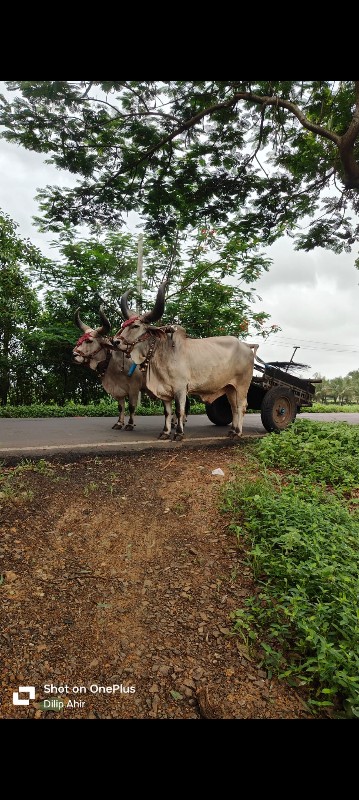 બળદ વેચવાના છે...