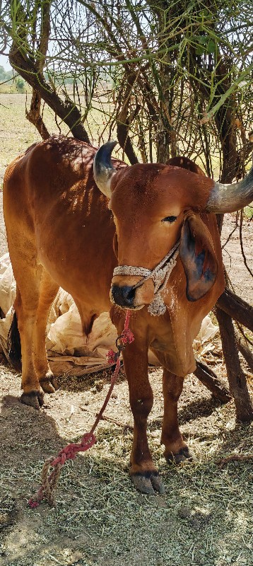 ગોઢલા