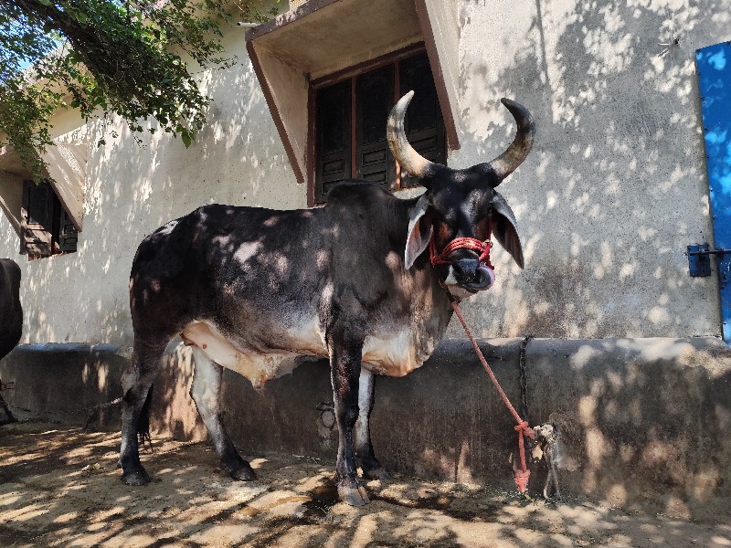 ગોઢલો વેસવાનો છ...