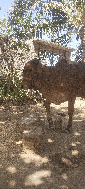 વાદળી આપવા ની છ...