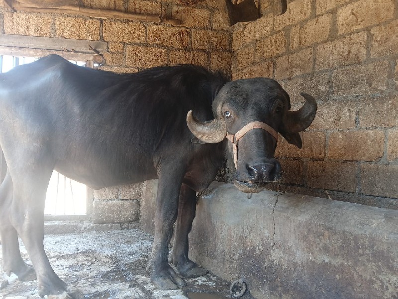 ખડેલું વેચવાનું...