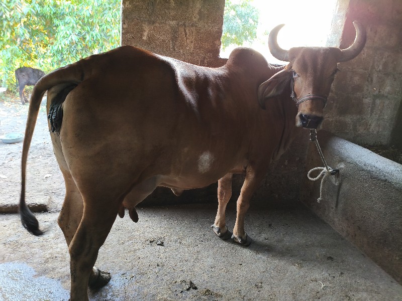 સાવ સોજી ગાયસે