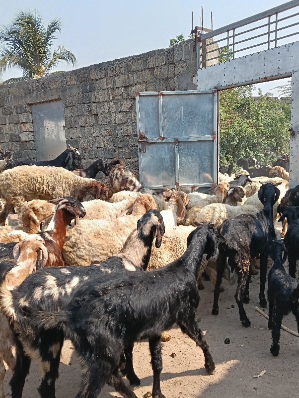 bakra ane gheta