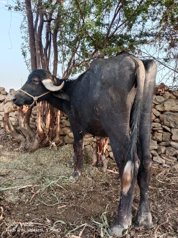 ખઢેલુ વેચવાનું...