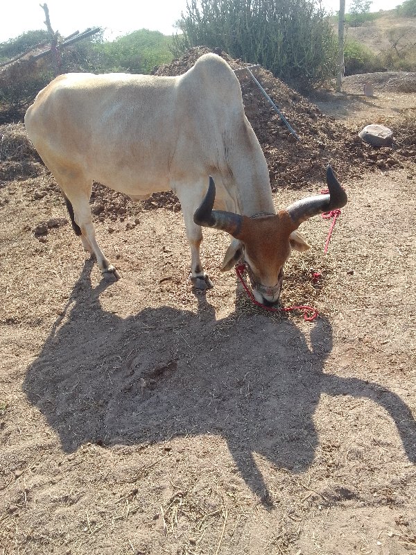 બધી જવાબદારી થી...