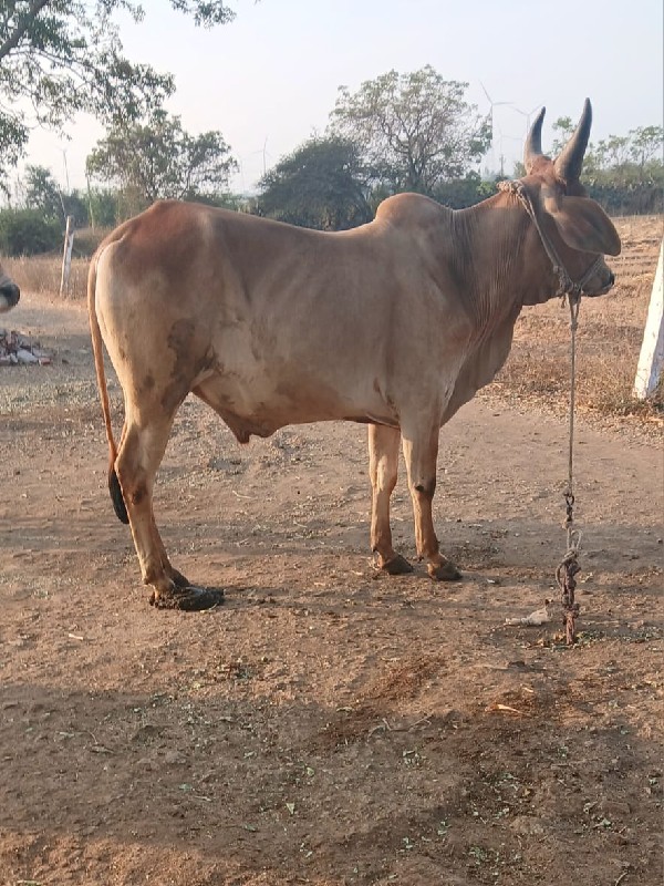 devbhumi Dwarka...