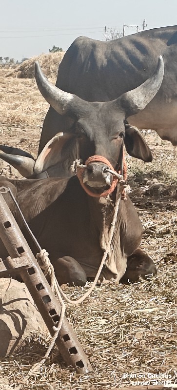 કચ્છી ગોધલો