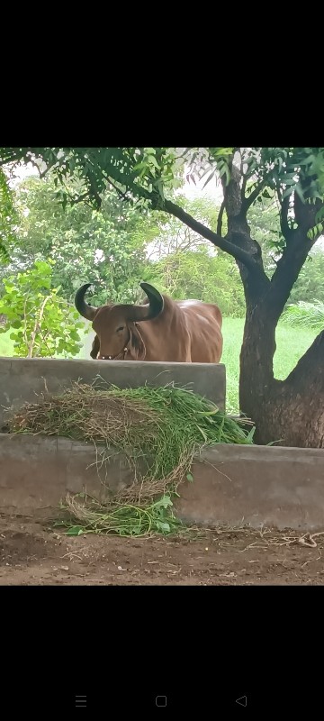 1 વેચવાનો છે