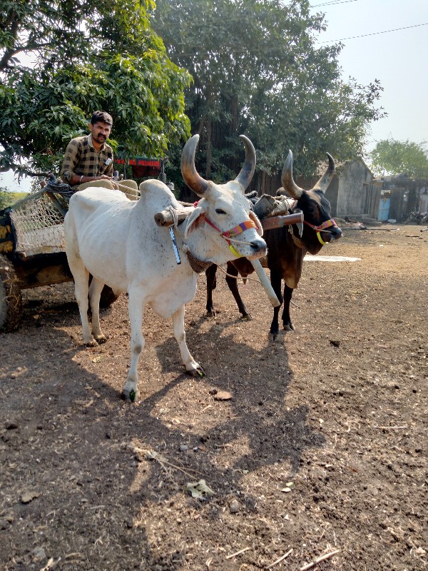 સફેદ ગોટલો દેવા...