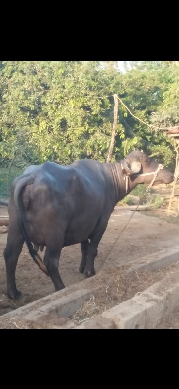 આ ખડેલી વહેંચવા...