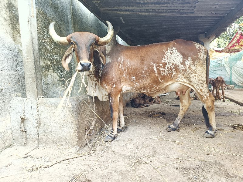 ગાય વેચવાની છે