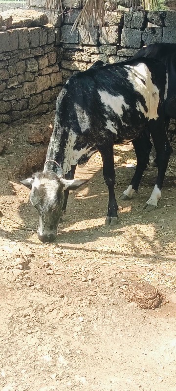 વાંસળી વેચવાની...