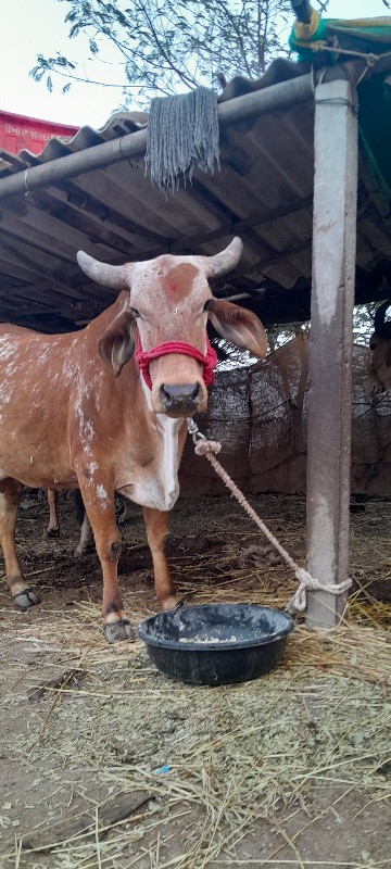 ગાય વેચવાનીછે ક...