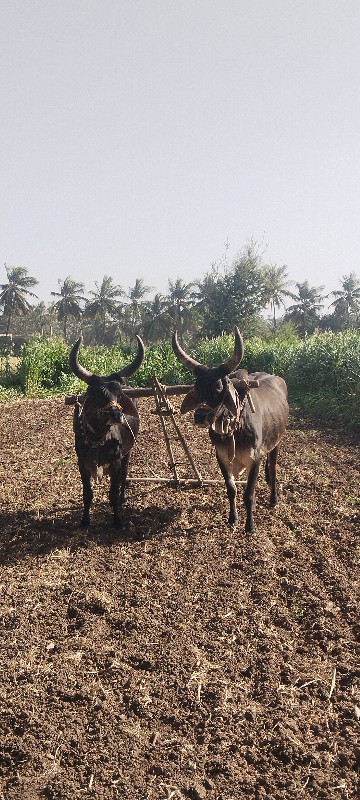 વેચવાના છે