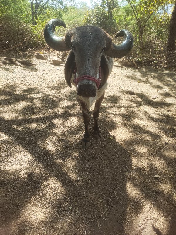 બરદ