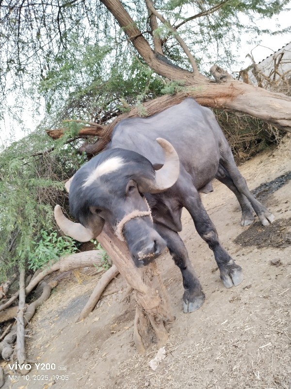 પાડો વેચવાનો છે