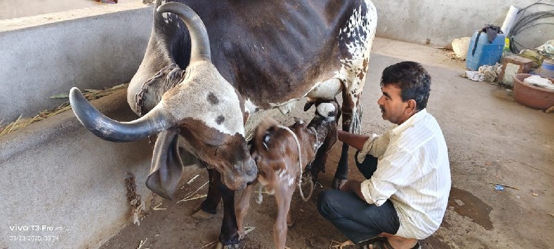 ગાય સારી છે.