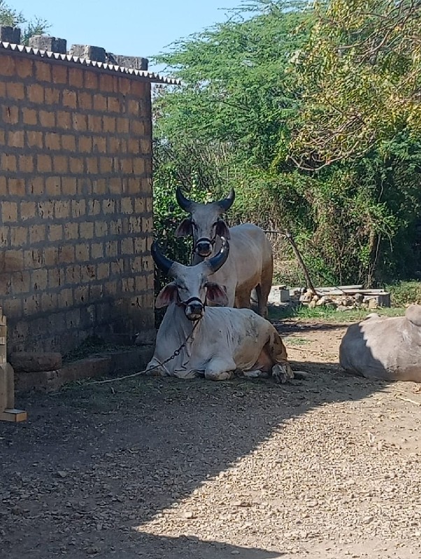 ગોધલા વેચવાના છ...