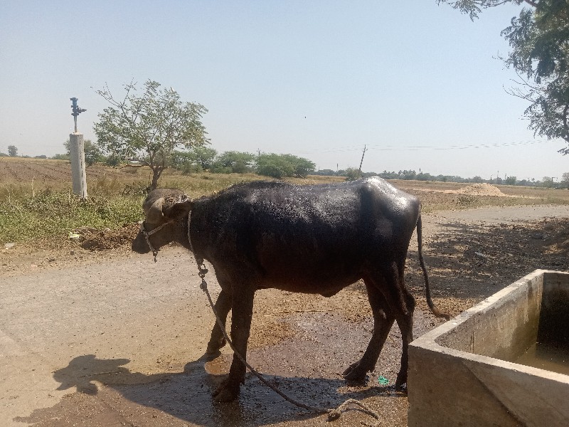 ખરેલું વેચવાનું...