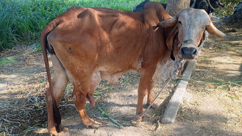 ગાય ત્રીજુ વેતર...