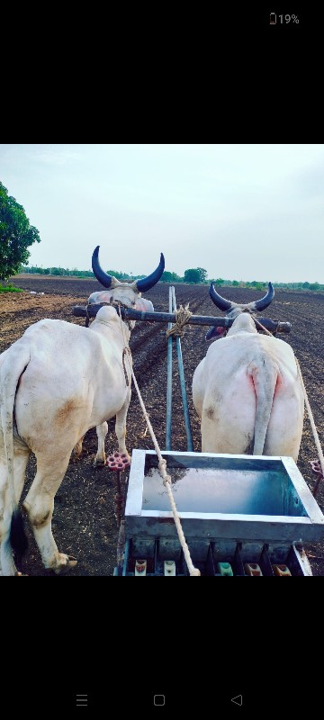 ગોઢલા વેચવાના છ...