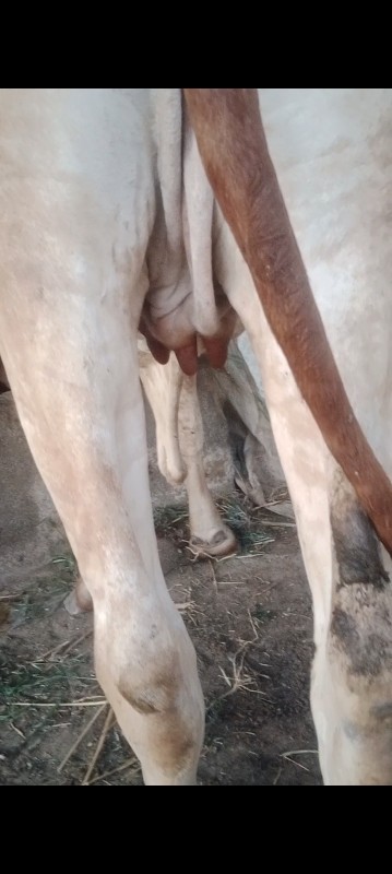 ઓડકી