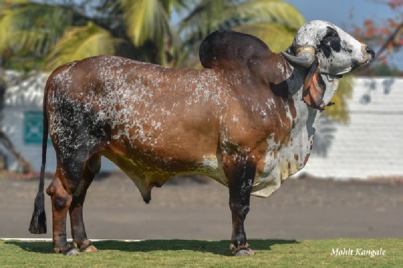 ક્રુત્રીમ બિજદા...