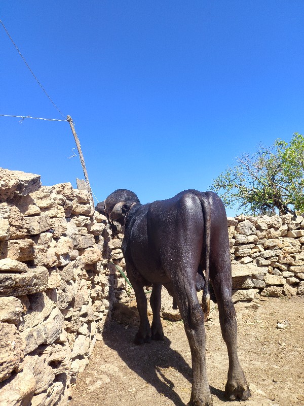 પાડો વેચવાનો છે