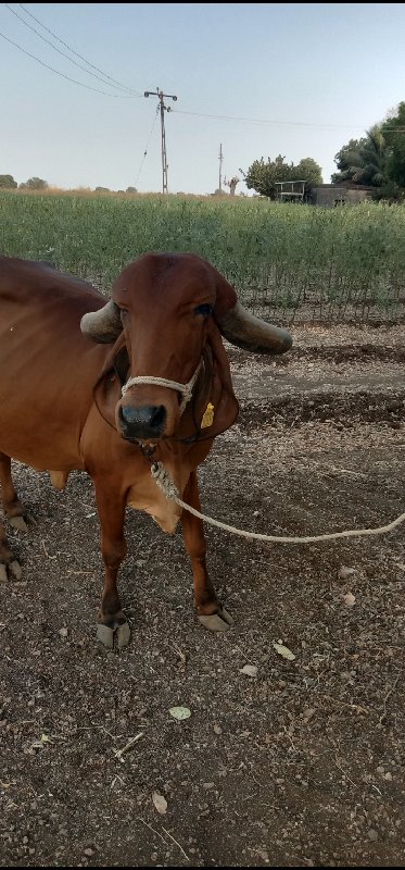 દેશી ગીર ગાય વે...