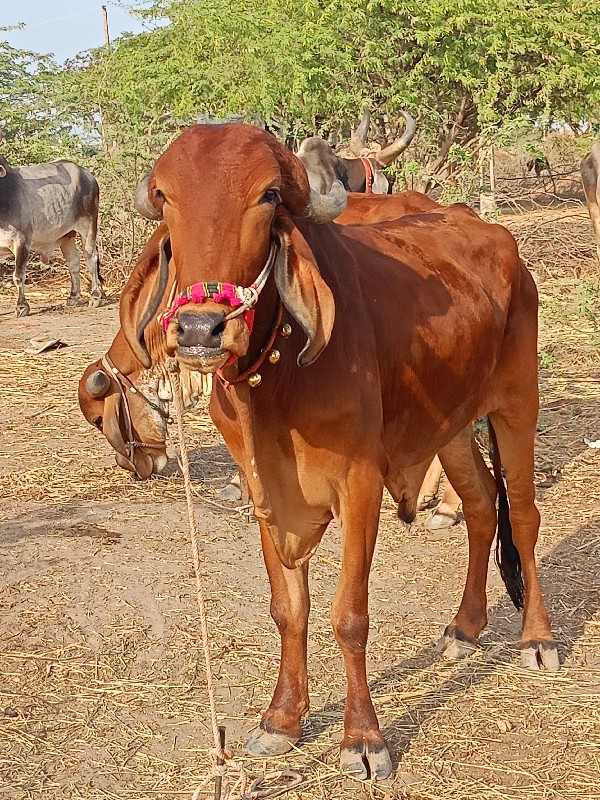 ત્રીજી ત્રીજી જ...