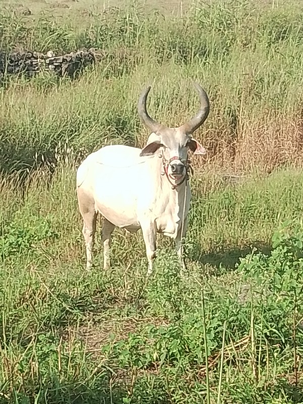 આવો બળદ લેવાનો...