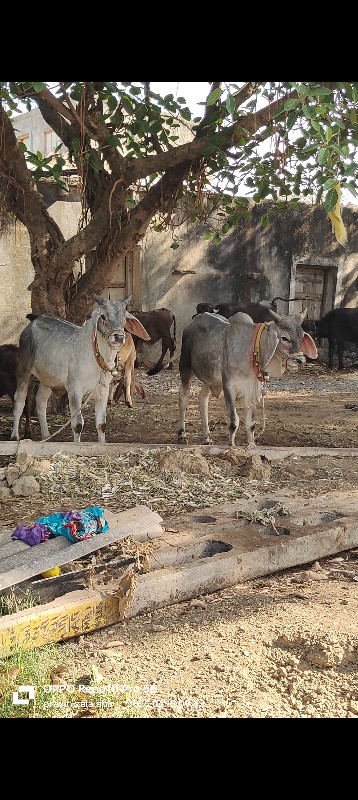 ગામ ઈણાજ
