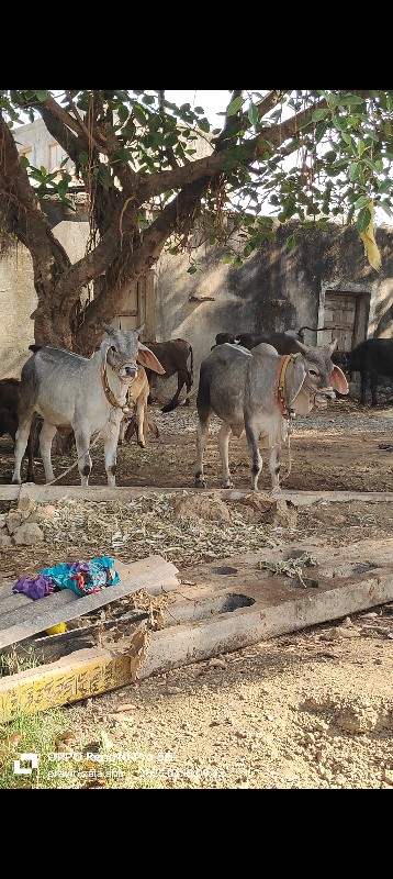 ગામ ઈણાજ