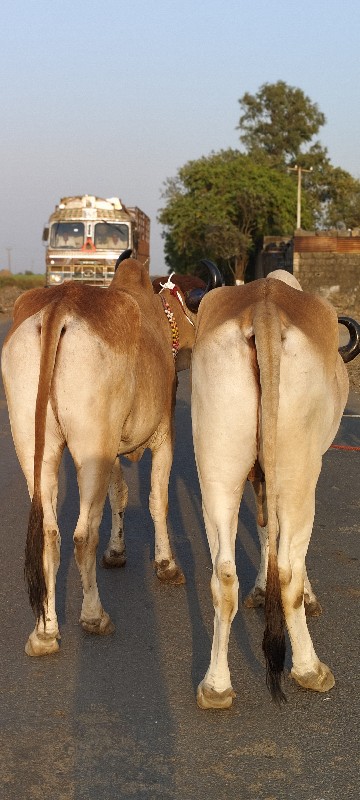 એક બાવની વાઘેલા...