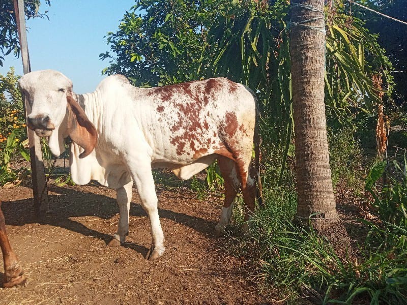 ગીર વાછડી વેચવા...