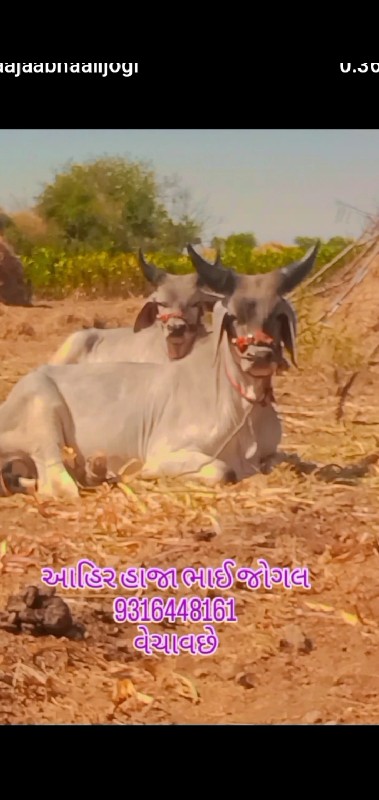 શોખીન માણસના કા...