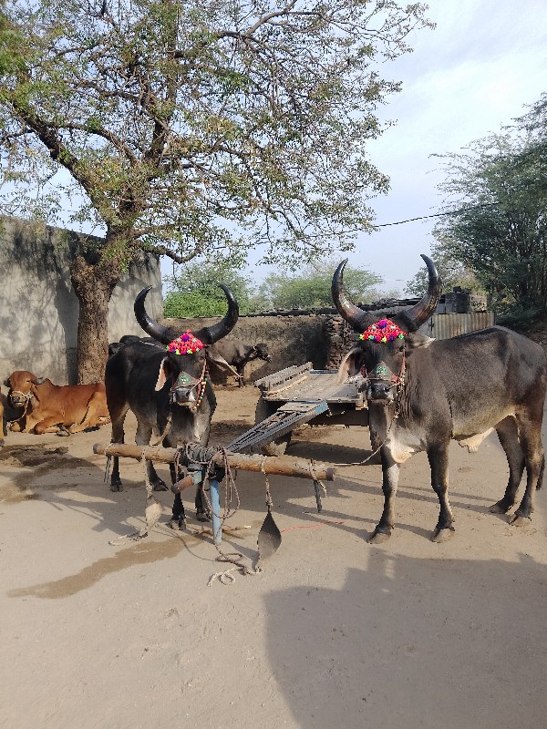 ગોઢલા વેચવાના છ...