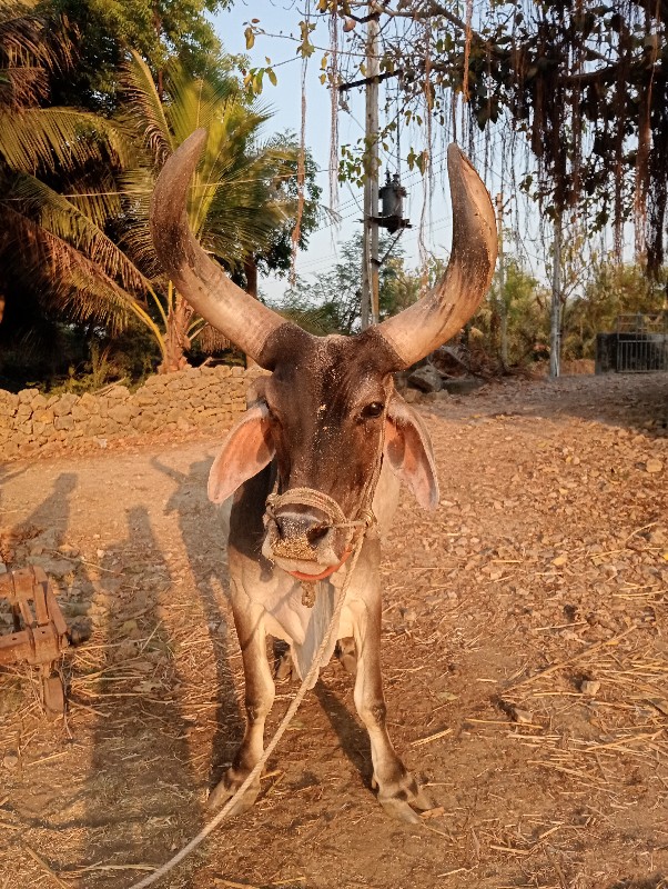 બળદ