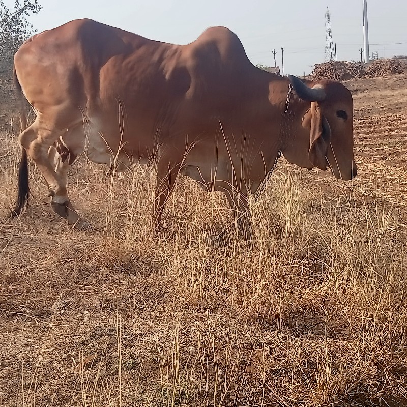 ગીર.ગાય.વેસવાની...
