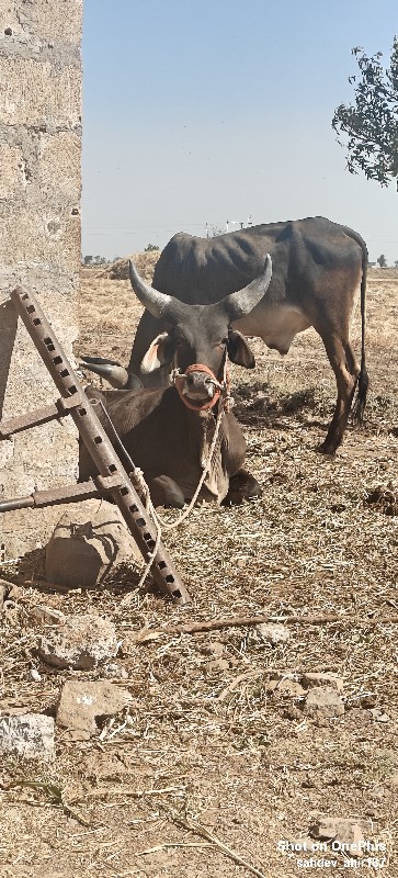 કચ્છી ગોધલો