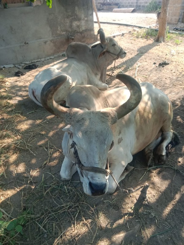 બળદ